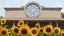 Placeholder: A building with a large circular window is shown, with sunflowers in the foreground. The image has a painterly style.