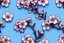 Placeholder: fantastic light pin blue background with three cherry blossoms in a line repeated 4 times with variations