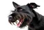 Placeholder: side-front of head nose, mouth with teeth, ears and eyes of a black Scottish terrier coming up from the side-bottom, mouth open biting, white background