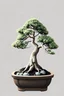 Placeholder: HAZ UN DIBUJO PNG DE UN BONSAI MINIMALISTA EN FORMATO VECTORIAL