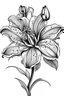 Placeholder: doodle art of lilly flower