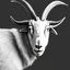 Placeholder: line drawing of a mountain goat ram's head shown from the side