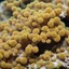 Placeholder: Porites, Acropora, Pocillopora, Sinularia CREATURE