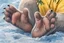 Placeholder: back feet of a koala