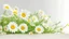 Placeholder: Daisy spring frame XXXL. See also PHOTOS ISOLATED ON WHITE and
