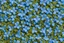 Placeholder: top view pattern of forget-me-not flowers