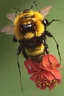 Placeholder: Realistic drawing with colored pencils of a bumblebee and a flower