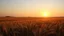 Placeholder: Golden hour bathes endless wheat fields, gentle breeze, summer evening, sun low on horizon, creating long shadows.