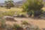 Placeholder: Sunny day, trees, flowers, rocks, arid land, vegetations, distant rocky mountains, sci-fi, willem maris, and otto pippel paintings