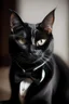 Placeholder: a potrait of a black cat in tuxedo