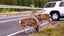 Placeholder: upset lady points gun at sleeping deer on the highway