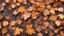 Placeholder: Dry Autumn Leaves