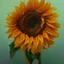 Placeholder: Sunflower