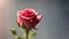 Placeholder: A small rose bud, close-up, side lighting, blurred background, 4K