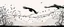 Placeholder: 2 birds being chased through the air by an eagle, they each trail a graphic line behind them, and lost feathers, black on white vector