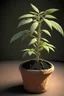 Placeholder: Weed plant in a clay pot