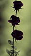 Placeholder: mekarnya 1 tangkai bunga mawar berwarna hitam dengan suasana mencekam dan sedih dengan sentuhan warna emas dan backgroundnya guguran kelopak bunga mawarnya