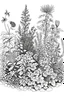 Placeholder: herb garden drawing black and white