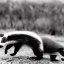 Placeholder: badger world war