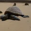 Placeholder: Turtles and Pyramids and Camels