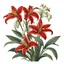 Placeholder: Canada's Western Red Lily plant on white background, illustration
