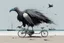 Placeholder: a long-legged lean black-grey cybervulture with ((beak-shaped heads)) (wearing white khiton) riding a bike in front of a boatwreck on a radioactive beach, front view, acrylic painting, minimal art, centered, wild sparse brushstrokes, amazing verticals, great parallels, low bleak colors of gray, blue and black, excellent negative space contrasts