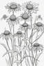 Placeholder: outline art of Coneflower only black and white, no colour , White background. sketch style, clean line art, white background, no shadow and clear, no people, no colour, for book