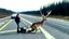 Placeholder: upset lady points handgun at deer carcass on the highway