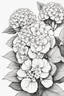 Placeholder: outline art of Hydrangeas only black and white, no colour , White background. sketch style, clean line art, white background, no shadow and clear, no people, no colour, for book