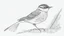 Placeholder: Detailed drawing of a bird on a white background