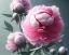 Placeholder: Pink peonies, ultra graphics, RTX, TXXA, SSAO, High quality,hyperrealistic, Super detailed, HDR,4k