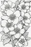 Placeholder: outline art of(Helleborus) only black and white, no colour , White background. sketch style, clean line art, white background, no shadow and clear, no people, no colour, for book