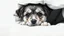 Placeholder: LPPlayful puppy peeking, cushion hiding spot, white backdrop, studio setting, high-definition clarity, soft lighting, low contrast, black-and-white tones, endearing and charming atmosphere, focus on puppy's eyes, playful expression, detailed textures, 4k resolution