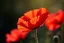 Placeholder: Beautiful poppy flower red red on the spring and beautiful little flowers crepe petals sunny morning indirect sun ray on, Miki Asai Macro photography, entire but close-up, hyper detailed, in focus, sharp focus, studio photo, intricate details, highly detailed,