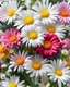 Placeholder: Bouquet chrysanthemum, daisy, and carnation light strokes on white background, realistic photo, 8K