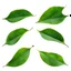 Placeholder: unconnected cherry-plum leaves with jagged edges on a white background, top right is 2 leaves overlapping, stock image