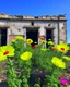 Placeholder: flowers of peace blooming on damaged building in war torn city