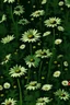 Placeholder: black small daisy flower painting green background