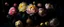 Placeholder: Vermeer style still life painting of pastel colored wild peonies with a dark background. Fill the canvas with 85% flowers 15% background. Flowers should have a variety of sizes and stages of bloom