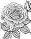 Placeholder: real massive rose flower coloring page