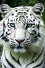 Placeholder: white tiger