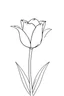 Placeholder: outline art for tulipan for coloring pages ,white background,sketch style, full body, only use outline, clean line art, white background, no shadows and clear and well outlined,