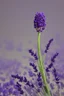 Placeholder: The cover of the song contains the lavender flower written on it the birth of a star Photorealistic