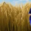 Placeholder: theresa may as a robot, running through fields of wheat, sunshine, daytime, futuristic