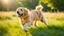 Placeholder: a joyful golden retriever running through a sunlit meadow, vibrant green grass, warm sunlight, dynamic action shot, happy and carefree, nature, energetic, high resolution, wide angle –upbeta