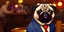 Placeholder: pug in a suit at a bar