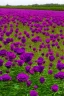 Placeholder: a field of big purple roses