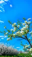 Placeholder: Cherty blossom against a beautiful blue sky