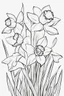 Placeholder: outline art for Spring: Daffodils , White background. sketch style, clean line art, white background, no shadow and clear