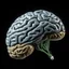 Placeholder: دماغ